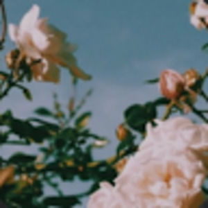 Meet your Posher, Stella